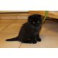 Perser - Katze