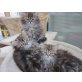 Perser - Katze