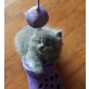 Perser - Katze