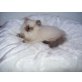 Perser - Katze