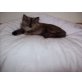 Perser - Katze
