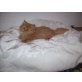 Perser - Katze