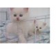 Perser - Katze