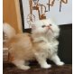 Perser - Katze