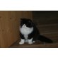 Perser - Katze