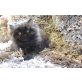 Perser - Katze