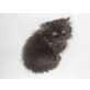 Perser - Katze