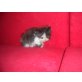Perser - Katze