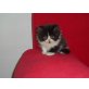 Perser - Katze