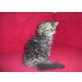 Perser - Katze
