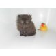 Perser - Katze