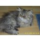Perser - Katze