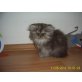 Perser - Katze