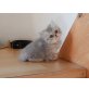 Perser - Katze