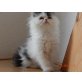 Perser - Katze