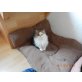 Perser - Katze