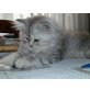 Perser - Katze
