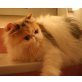 Perser - Katze