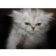 Perser - Katze