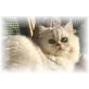 Perser - Katze