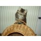 Perser - Katze