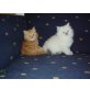 Perser - Katze