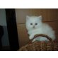 Perser - Katze