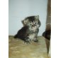 Perser - Katze