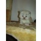 Perser - Katze