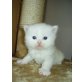 Perser - Katze