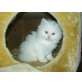 Perser - Katze