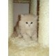 Perser - Katze