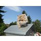 Perser - Katze
