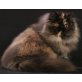 Perser - Katze