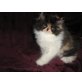 Perser - Katze