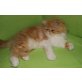Perser - Katze