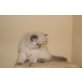 Perser - Katze