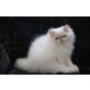 Perser - Katze