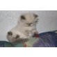 Perser - Katze