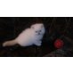Perser - Katze