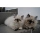 Perser - Katze