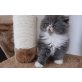 Perser - Katze