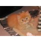 Perser - Katze