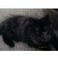 Perser - Katze