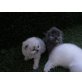 Perser - Katze