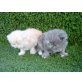 Perser - Katze