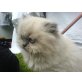 Perser - Katze