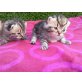 Perser - Katze