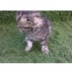 Perser - Katze