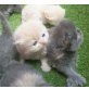 Perser - Katze